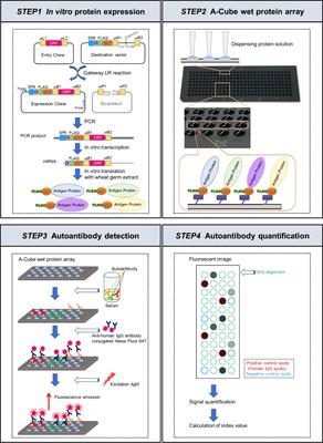 Comprehensive autoantibody profiling in systemic autoimmunity by a highly-sensitive multiplex protein array